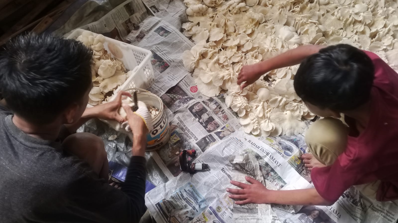 Kenapa Jamur Tiram Cocok untuk Ketahanan Pangan?