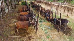 Tunaikan Hewan Qurban Anda dengan Persiapan Matang Jelang Idul Adha 2026